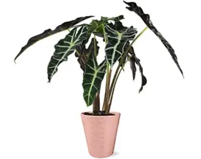 alocasia varieties: Plants & Blooms Alocasia