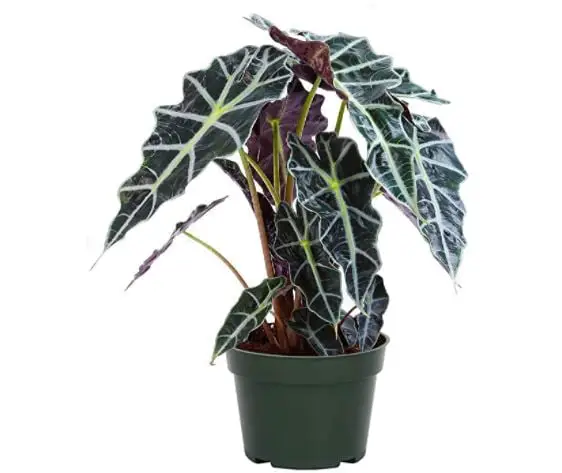 alocasia varieties: Alocasia Polly African Mask Amazon Shield Live Plant