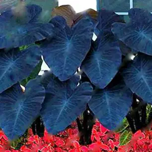 alocasia varieties: Alocasia Macrorrhiza Taro Seeds 