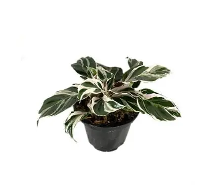 calathea varieties: Fusion White Calathea Hybrid