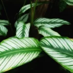 Calathea Varieties 6 : Alocasia Varieties