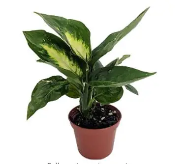 dieffenbachia varieties: Tropic Marianne Dieffenbachia Plant