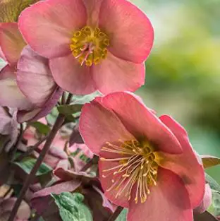 hellebore varieties: Penny's Pink Lenten Rose-Hellebore