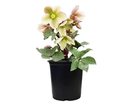 hellebore varieties: Helleborus-X 'Ivory Prince'