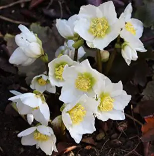 hellebore varieties: Outsidepride Christmas Rose