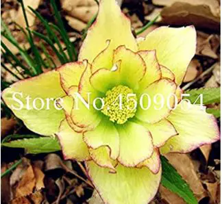 hellebore varieties: Helleborus Seed Winter Rose Flower