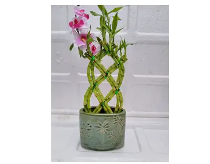 types of bamboo plants: Braided Style Lucky Bamboo Plant