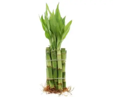 types of bamboo plants: Live Lucky Bamboo 4-Inch Bundle