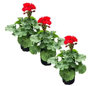 types of geraniums: Live Flowering 1 Quart Zonal Geraniums