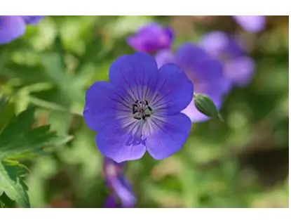 types of geraniums: Geranium 'Rozanne' Perennial, blue flowers