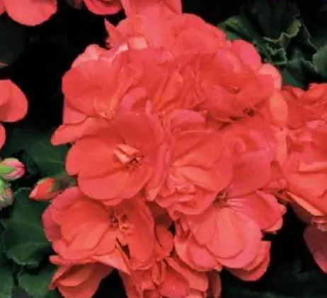 types of geraniums: Americana Coral Geranium