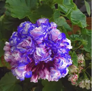 types of geraniums: Rare 'Night Blue' Geranium Seeds