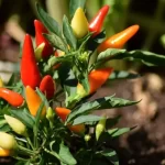 types of pepper plants