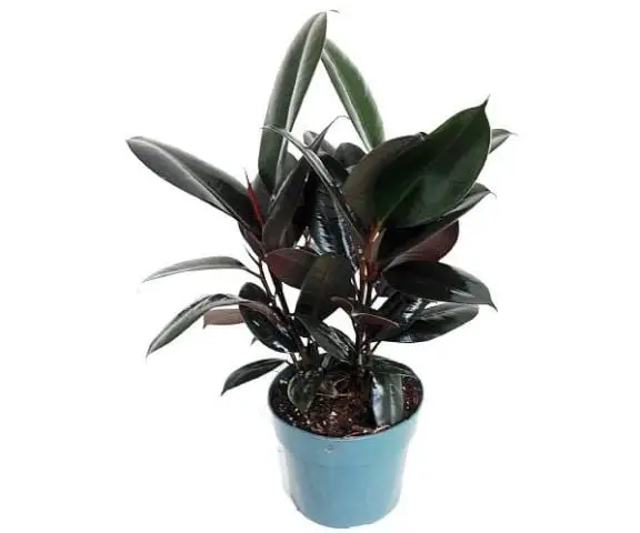 types of rubber plants: Burgundy Rubber Tree Plant