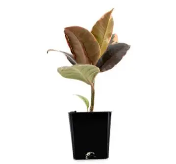 types of rubber plants: Ficus elastica 'Ruby' - Variegated Rubber Tree