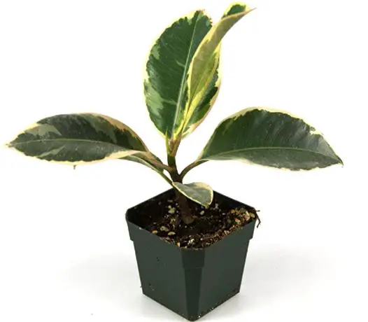 types of rubber plants: Ficus elastica 'Tineke' - Tineke Rubber Tree