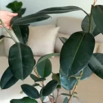 types of rubber plants