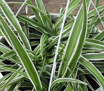 types of spider plants: Reverse Variegated Spider Plant