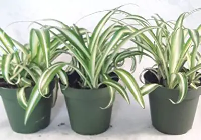 types of spider plants: Ocean Spider Plant