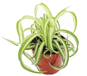 types of spider plants: Bonnie Curly Spider Plant