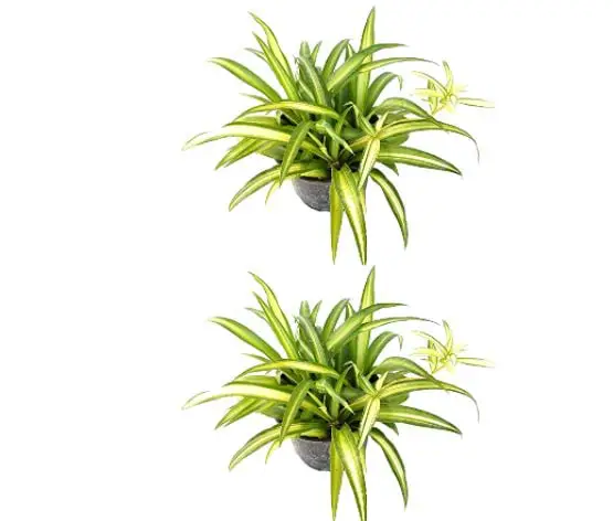 Types of Spider Plants: Hawaiian Spider Plant