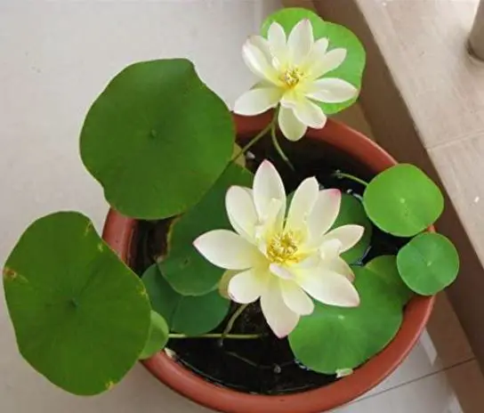 types of water plants: Dwarf Lotus Plants for Aquatic Home Gardens