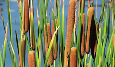 types of water plants: Cattail Seeds for Planting 