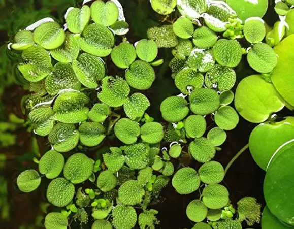 types of water plants: Water Spangles (Salvinia Minima)