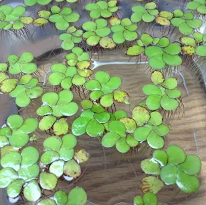 types of water plants: Giant Duckweed, Spirodela polyrhiza