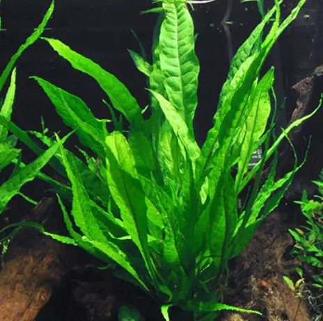 types of water plants: Java Fern Bare Root