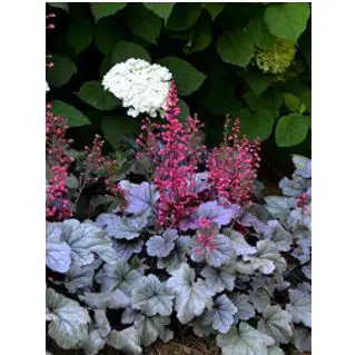 heuchera varieties: Heuchera Mixed New Varieties Purple Silver & More