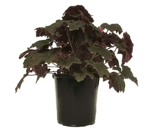 heuchera varieties: Coral Bells (Heuchera), Purple Palace