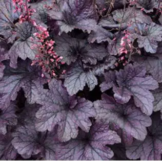 heuchera varieties: Grape Timeless Coral Bells - Heuchera