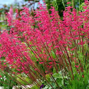 heuchera varieties: Outsidepride Heuchera Firefly Flower Seed