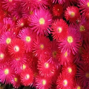 types of ice plant: Red Ice Plant Seeds