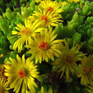 types of ice plant: Ice Plant Congestum Ground Cover Flower Seed