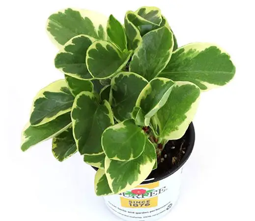 types of peperomia: Burpee's Peperomia 'Marble'