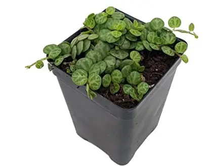 types of peperomia: String of Hearts Peperomia prostrata