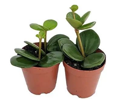 types of peperomia: Hope Peperomia