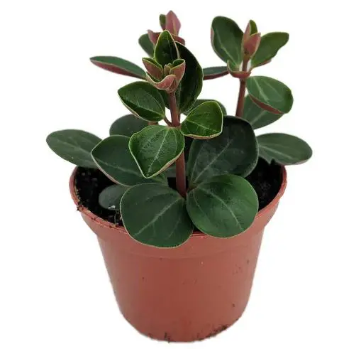 types of peperomia: Red Ecuador Peperomia