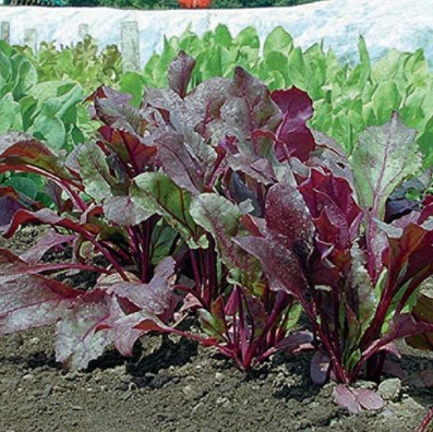 Beet Varieties: David's Garden Seeds Beet Bull's Blood