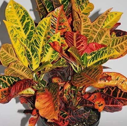 Croton Varieties: Croton Petra