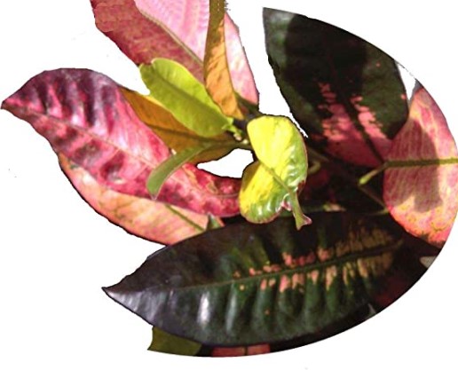 Croton Varieties: ICETON Croton