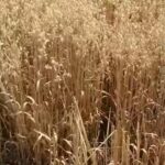 how to harvest oats