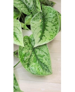 Scindapsus Varieties: Exotica Silver Satin Pothos