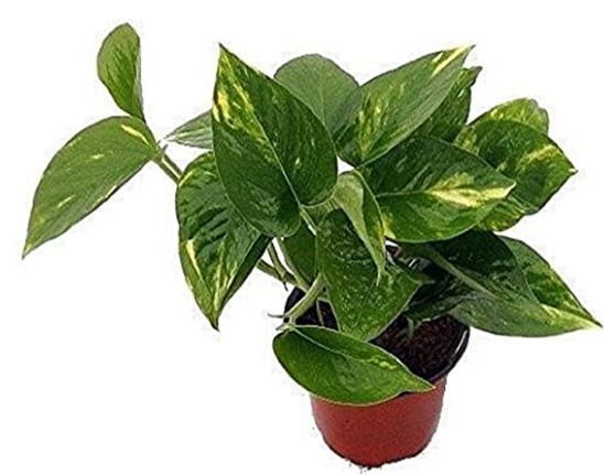 Scindapsus Varieties: Golden Devil's Ivy - Pothos - Epipremnum