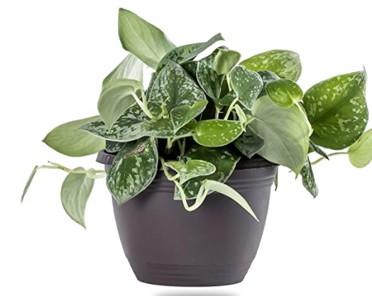 Scindapsus Varieties: Pothos Plant Live Silver Satin