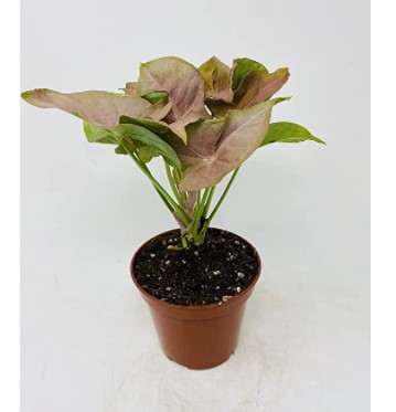 Syngonium Varieties: JM BAMBOO Strawberry Syngonium -Nephthytis Arrowhead