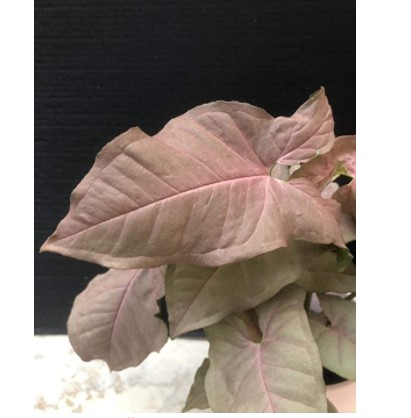 Syngonium Varieties: Pink Syngonium Podophyllum Arrow Head Plant