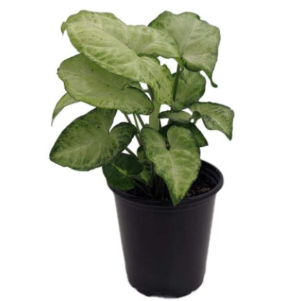 Syngonium Varieties: White Butterfly Arrowhead Plant - Syngonium